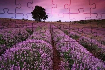 lavande jigsaw puzzle