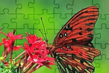 Monarch on pink flowers jigsaw puzzle