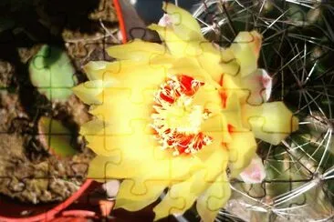 flor de cactus