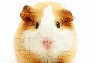 es muy bonito hamster