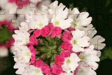 Verbena Twister Pink