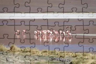 Flamingos jigsaw puzzle