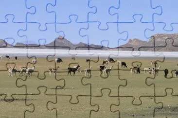 Llamas en Bolivia jigsaw puzzle