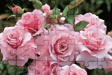 Rosas jigsaw puzzle