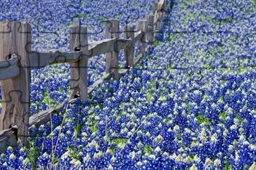 FLORES EN EL CAMPO