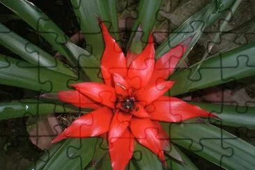 Bromelia6