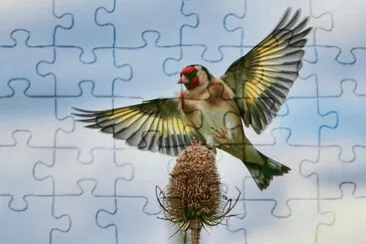 cardellino jigsaw puzzle