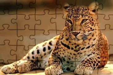 FELINOS jigsaw puzzle