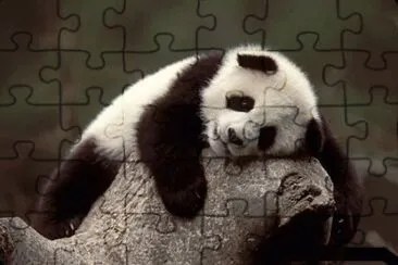 PANDAS