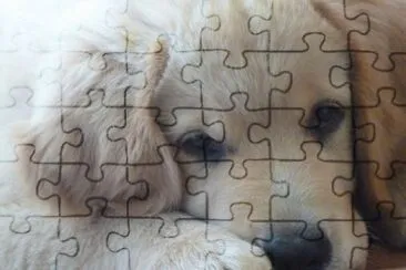 Golden Retriever jigsaw puzzle