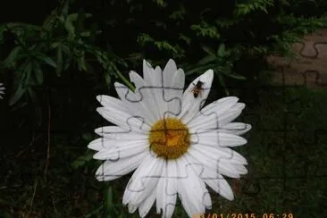 A Margarida e a Abelha