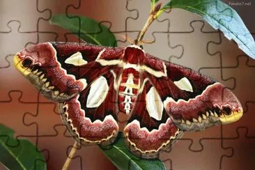 mariposa 5 jigsaw puzzle