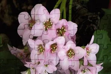 hortensia de invierno