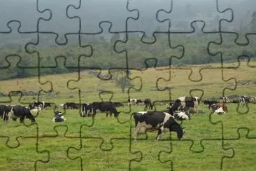 Ganaderia de Leche, Paramo de la Culata, Venezuela jigsaw puzzle