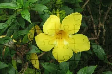 allamanda