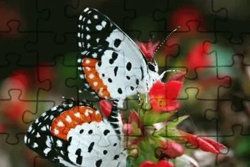 Black orange   white butterfly jigsaw puzzle