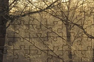 Early morning sun through frosty trees jigsaw puzzle