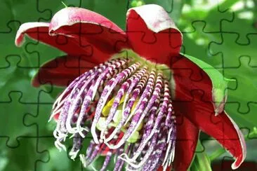 passiflora alata