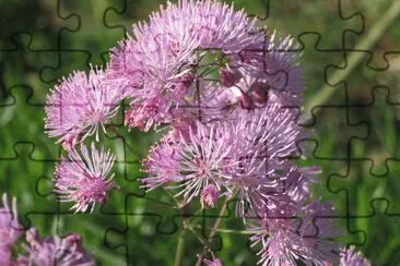 thalictrum