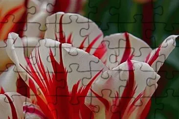 Awesome Tulip jigsaw puzzle