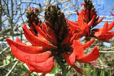 erythrina