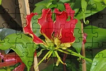 gloriosa