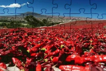 Pimientos en los Valles CalchaquÃ­es. Argentina