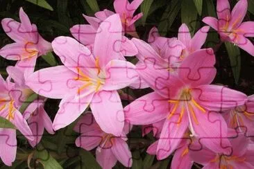 Flores rosas hermosas