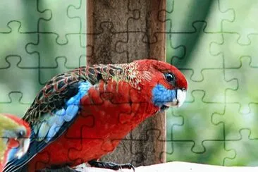 Eastern Rosella jigsaw puzzle