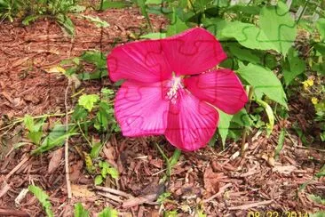 Hibiscus