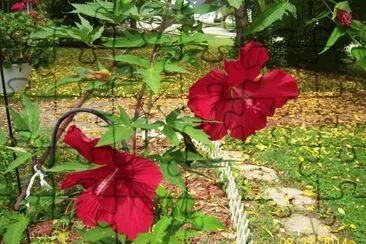 Red Hibiscus