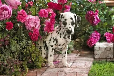 dalmata cachorro