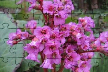 bergenia