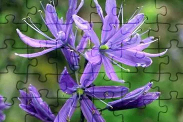 camassia