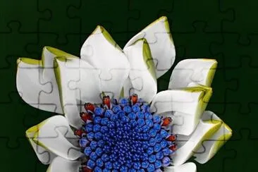 African Daisy Blue Eye jigsaw puzzle