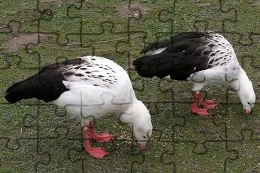 Guayatas en la Laguna de Los Pozuelos. Jujuy