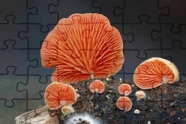 paisaje jigsaw puzzle