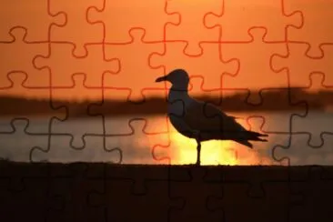 gull in sunset jigsaw puzzle