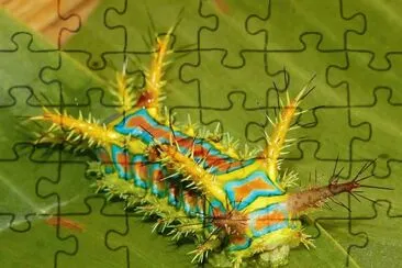 campo jigsaw puzzle