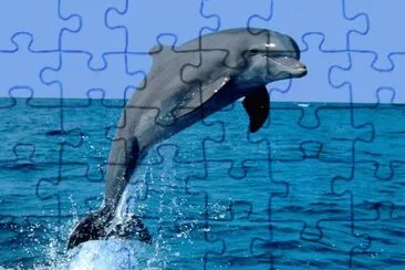 Delfin jigsaw puzzle