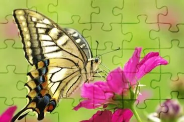 Mariposa jigsaw puzzle