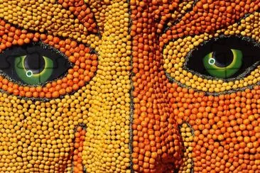 Beijing Opera lemons and oranges jigsaw puzzle