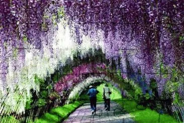 tÃºnel-de-wisteria-en-japÃ³n.