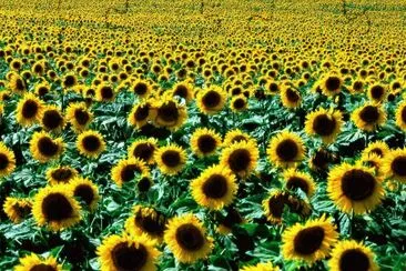 tournesols