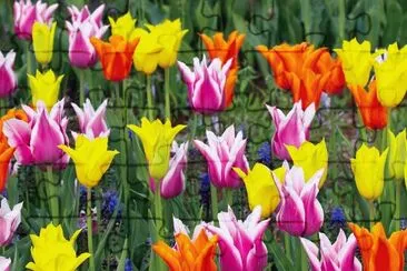 tulipes