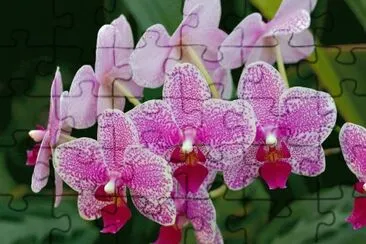 orchidÃ©es