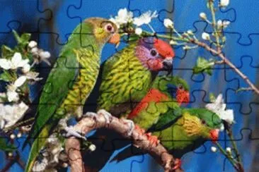 passaros jigsaw puzzle