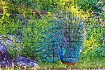 pavo real