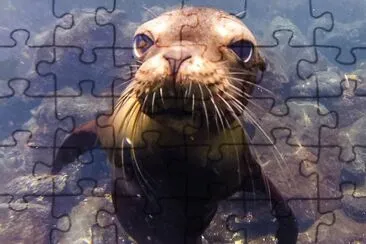 animales jigsaw puzzle