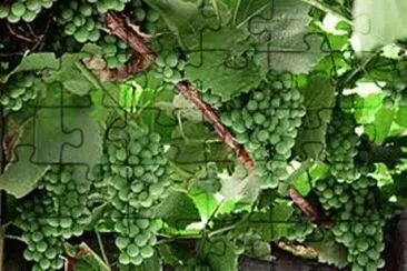 UVAS jigsaw puzzle